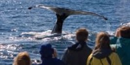 whalewatchleft